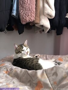 Gatita Latest Onlyfans Premium Leaks photo 11