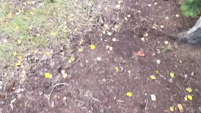 Mini Lilly Gets Fucked Outdoors