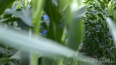Riley Reid Has Sex In A Cornfield