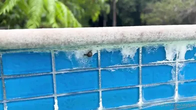 Utahjaz Blowjob By The Pool